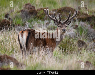 Red Deer (Cervus elaphus) mit Sommer Mantel auf North Uist Moorland, Äußere Hebriden, Schottland Stockfoto