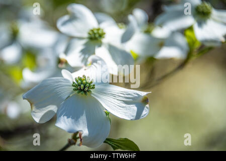 Weißer hartriegel Blüten. Stockfoto