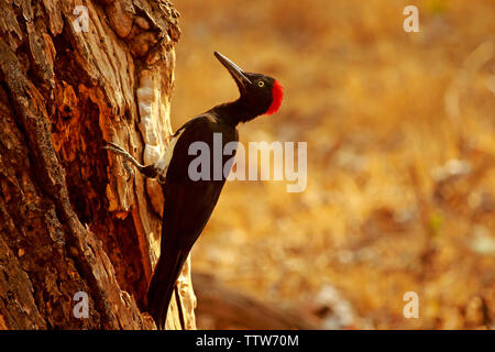 White bellied Woodpecker, Dryocopus javensis, Nagarhole Nationalpark, Karnataka, Indien. Stockfoto