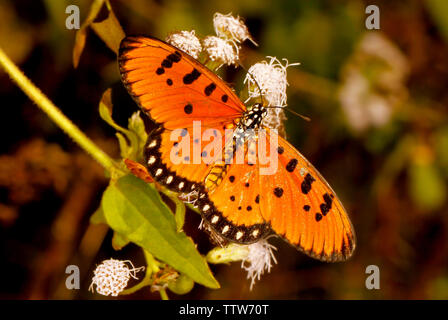 Tawny coster Schmetterling, Acraea terpsicore, Hesarghatta, Bangalore, Karnataka, Indien. Stockfoto