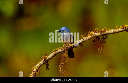 Schwarz naped Monarch, Hypothymis azurea, männlich, Ganeshgudi, Karnataka, Indien. Stockfoto