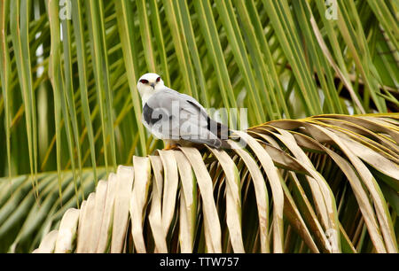 Schwarz abgesetzten Kite, Elanus axillaris, Hoskote, Bangalore, Karnataka, Indien. Stockfoto