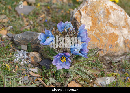 Nahaufnahme/Makro von Meconopsis Horridula, besser bekannt als stachelige Blue Poppy. Wunderschöne Blume, Papaveraceae Familie. In der Nähe von Nam Tso See, Tibet Stockfoto