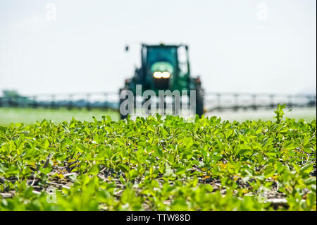 Eine hohe Bodenfreiheit Feldspritze gibt einen Boden chemische Anwendung von Herbiziden zu frühen Wachstum Sojabohnen, in der Nähe von Niverville, Manitoba, Kanada Stockfoto