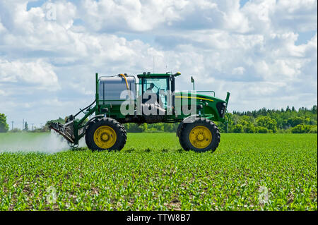 Eine hohe Bodenfreiheit Feldspritze gibt einen Boden chemische Anwendung von Herbiziden zu frühen Wachstum feed/Getreide Mais, in der Nähe von Steinbach, Manitoba, Kanada Stockfoto