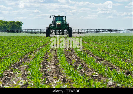 Eine hohe Bodenfreiheit Feldspritze gibt einen Boden chemische Anwendung von Herbiziden zu frühen Wachstum feed/Getreide Mais, in der Nähe von Steinbach, Manitoba, Kanada Stockfoto