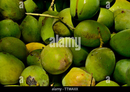 Nahaufnahme von rohen Mangos in einem Korb, Konkan-Gebiet, in der Nähe von Dapoli, Maharashtra, Indien Stockfoto