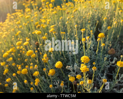 In der Nähe von kleinen gelben Blumen, die in den Strahlen der untergehenden Sonne. Stockfoto