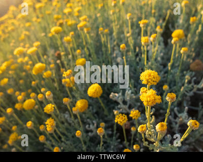 In der Nähe von kleinen gelben Blumen, die in den Strahlen der untergehenden Sonne. Stockfoto