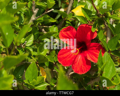 Große rote Blume der Hibiskus und die grünen Blätter im Hintergrund. Stockfoto