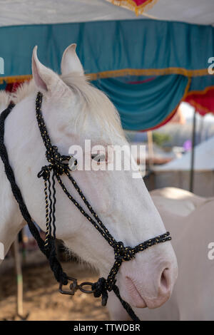 Weiß marwari Pferd Kopf Portrait an Pushkar Fair, Pushkar Kamel Mela in Rajasthan, Indien. Nahaufnahme Stockfoto