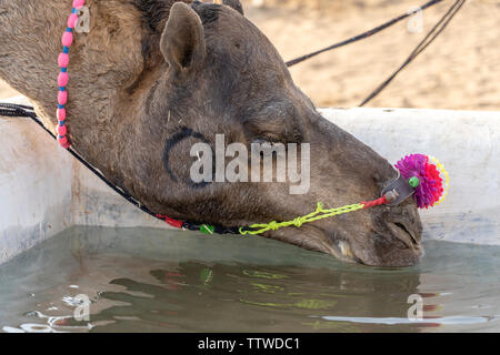 Kamele trinken sie Wasser in der Wüste Thar während des jährlichen Pushkar Camel Fair in der Nähe der heiligen Stadt Pushkar, Rajasthan, Indien. Diese Messe ist die größte Camel Trading fa Stockfoto