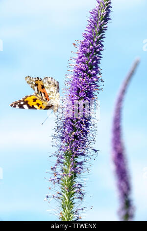 Schmetterling auf Blume Blau Veronicastrum Spike, Gemälde Dame Schmetterling Garten Blumen Vanessa cardui Insekt auf Blume Stockfoto