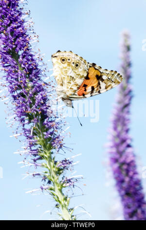 Gemalte Dame Schmetterling auf Blume Vanessa cardui Gartenblumen Schmetterling auf einer blauen Blume Fütterung Veronicastrum Schmetterling Schmetterling Schmetterling stehend Stockfoto