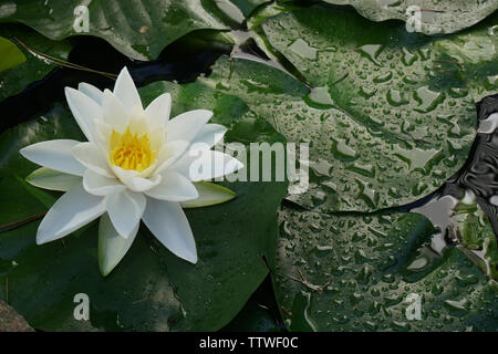 Seerose mit Wassertropfen auf saftig grünen Blätter Stockfoto