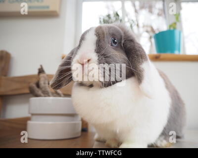 Ein Zwerg lop Kaninchen im Innenbereich. Stockfoto