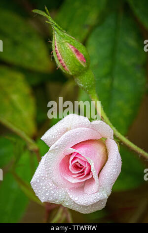 Kletterrose Cecile Brunner Blüte und Knospe Stockfoto