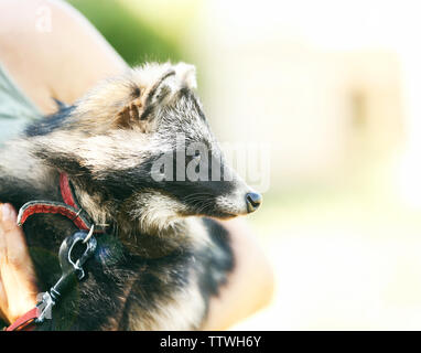 Portrait von niedlichen Marderhund mit Kragen auf leichten unscharfen Hintergrund Stockfoto