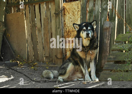 Flauschige Hund an der Leine im Freien in der Nähe von Holzzaun Stockfoto