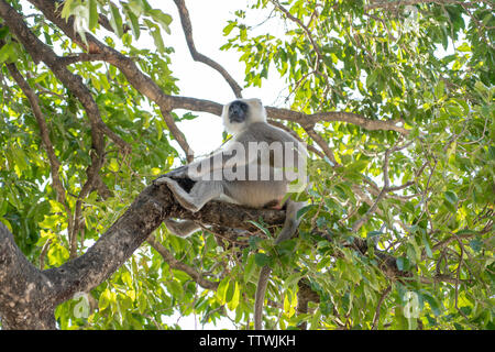 Grau Langur auch als Hanuman Langur auf dem Baum in Rishikesh, Indien. Close Up. Indische langurs sind Schlaksige, Long-tailed Affen Stockfoto