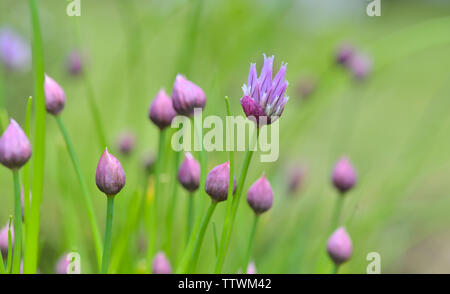 Schöne Blüten von Schnittlauch blühen in den grünen Hintergrund Stockfoto