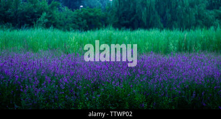 Die Farbe des Grases Blumen in Olympic Forest Park Stockfoto