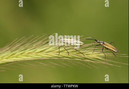 Ein Mann und eine Frau Gras Leptopterna dolabrata, Bug, hocken auf einem grassamen Kopf in einer Wiese. Stockfoto