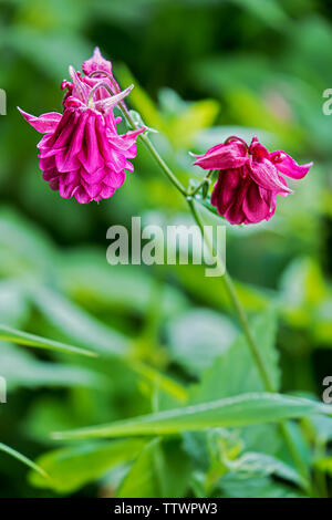 Rosa garten Columbine gefüllt Blume Stockfoto