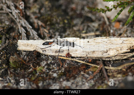 Eine rote Banded Sand Wasp, Ammophila sabulosa, hocken auf einem Zweig auf dem Boden in Heide. Stockfoto