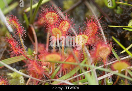 Eine ziemlich Runde-leaved Sonnentau, Drosera rotundifolia, wachsen im Sumpfland in Surrey, Großbritannien. Stockfoto