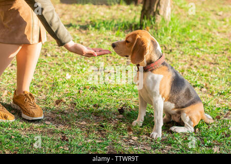 Der Eigentümer gibt eine Festlichkeit zu den Beagle Hund für einen Spaziergang im Park Stockfoto