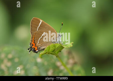 Eine schöne seltene Weiße-letter Hairstreak Schmetterling, satyrium w-Album, das Hocken auf einem Blatt. Stockfoto