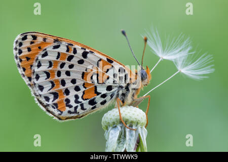 Der gefleckte fritillary oder Rot-band fritillary (Melitaea didyma) Stockfoto