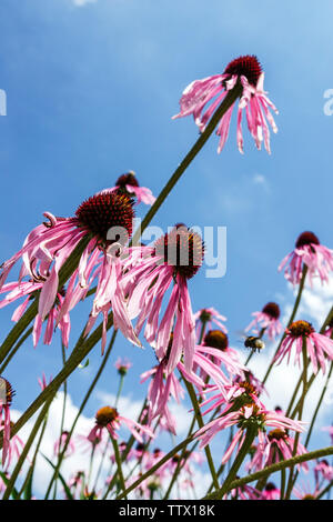 Echinacea simulata, Glade Coneflower blauer Himmel Stockfoto