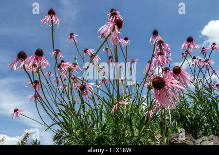 Violette, wellige Blütenblume Echinacea simulata, violette Balkenblumen im Garten Stockfoto