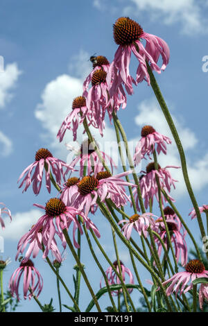 Echinacea simulata, wellenförmiges Blatt, violetter Coneflower, Blüten im Juni Stockfoto