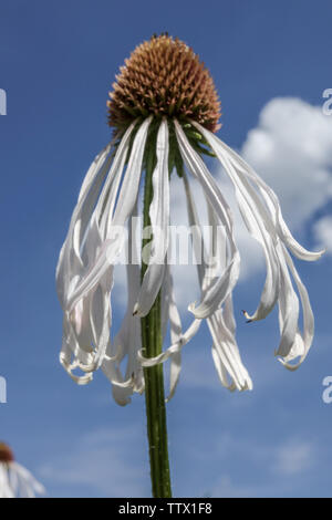 Echinacea Githago "Hula Tänzer mit Blume Stockfoto