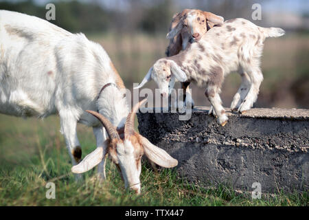 Zwei Ziegen Kinder spielen auf einem Betonklotz, und ihre Mutter frisst Gras in der Nähe von Stockfoto