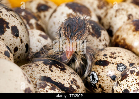 Gemeinsame Wachtel Küken und Eier Stockfoto