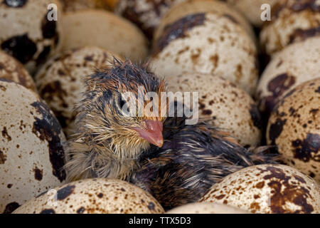 Gemeinsame Wachtel Küken und Eier Stockfoto