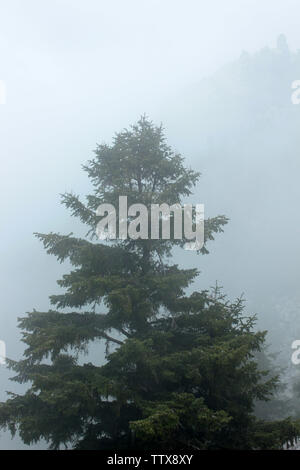 Kiefer in den Nebel Stockfoto