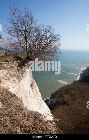 Kreidefelsen, Nationalpark Jasmund, Insel Rügen, Mecklenburg-Vorpommern, Deutschland, Europa Stockfoto