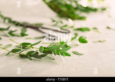 Green eukalyptus Zweige, Nahaufnahme Stockfoto