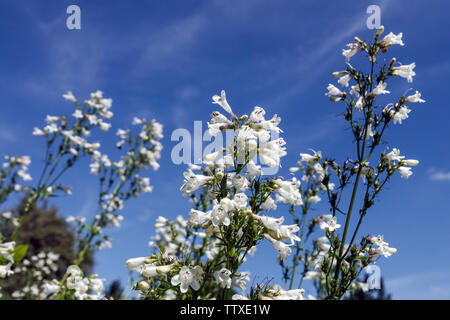 Penstemon digitalis Foxglove Bartzunge Weiße Blumen Penstemons blühen vor blauem Himmel Juni blühende Blüten Sommer Garten Bartzungen Pflanzen Stockfoto