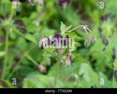 Eine Nahaufnahme der Schokolade in der bunten Blumen von Geranium phaeum Samobor Stockfoto