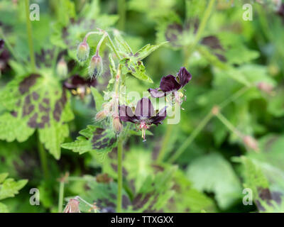 Eine Nahaufnahme der Schokolade in der bunten Blumen von Geranium phaeum Samobor Stockfoto