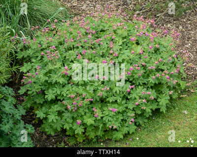 Ein Werk von Geranium macrorrhizum Czakor in Blüte zeigt die tief rosa Blüten Stockfoto