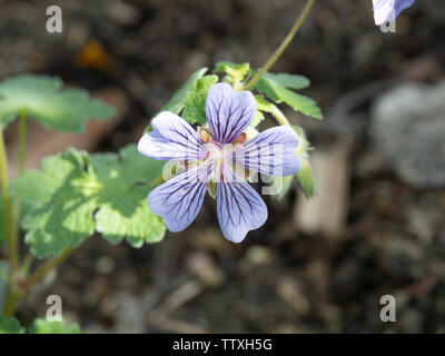 Eine Nahaufnahme von einem einzigen Lavendel blaue Blume von Geranium Philippe Vapelle Stockfoto