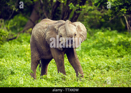 Afrika, Simbabwe, manaturals, Nationalparks, Tiere, Elefanten, baby Elefanten, Elefantenherden, Natur, primitive, geschützte Bereiche Stockfoto