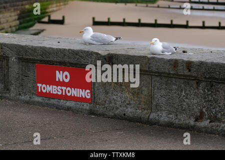 Möwen auf Sea Wall mit Vorzeichen Grabsteineffekt verbieten, oder springen ins Meer von der Wand. Stockfoto